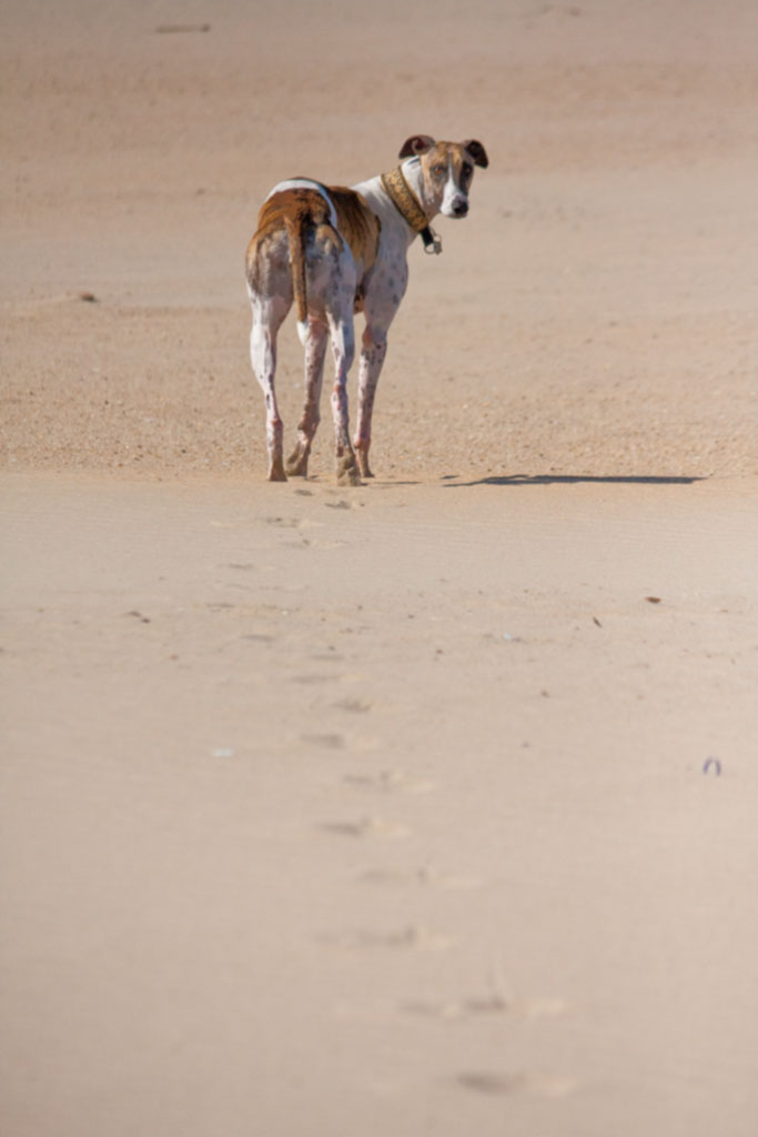 Lina´s Spuren im Sand