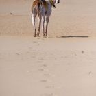 Lina´s Spuren im Sand