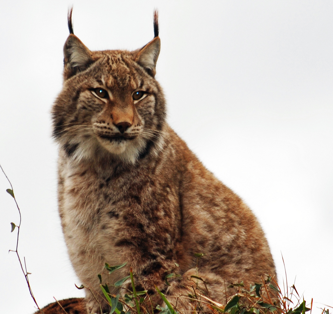 Lince 03