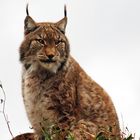 Lince 03