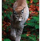 Lince