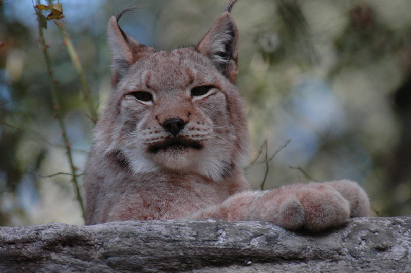 lince