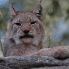 lince