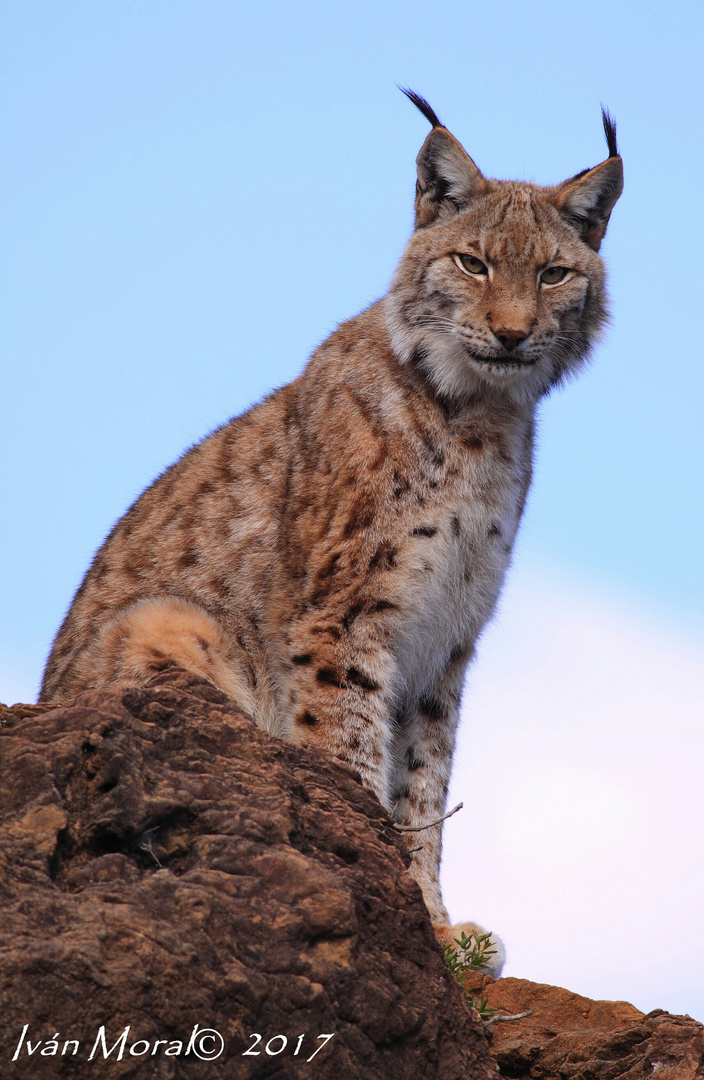 Lince