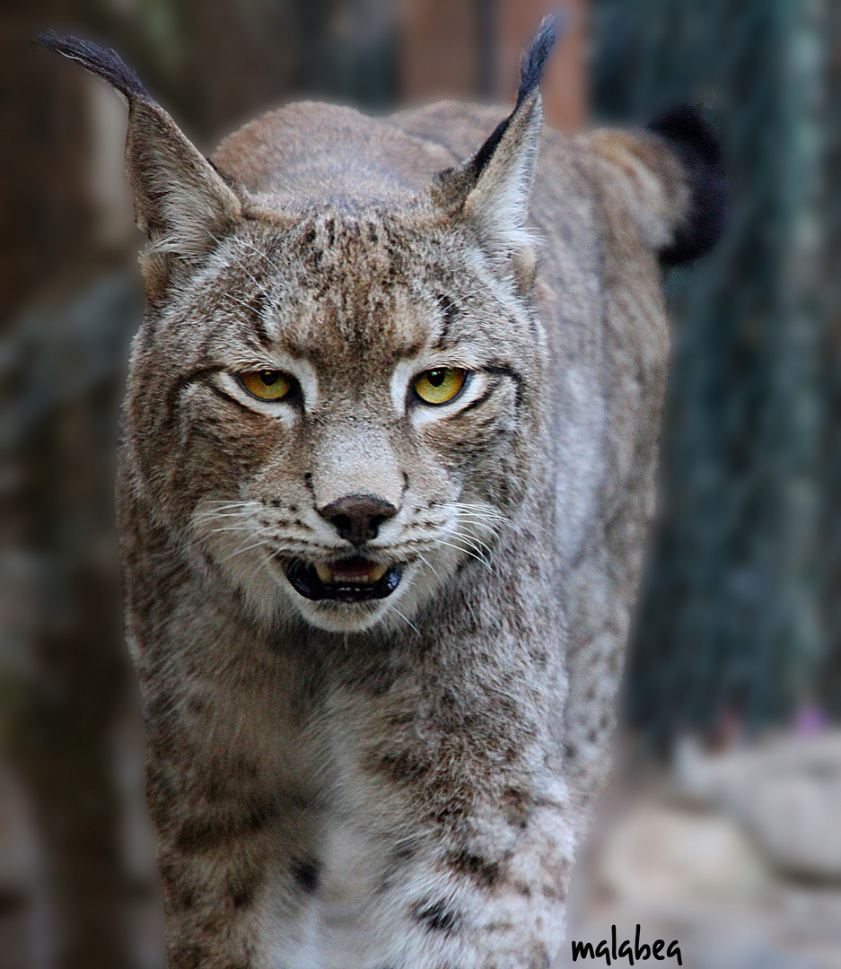 Lince