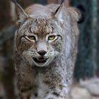 Lince