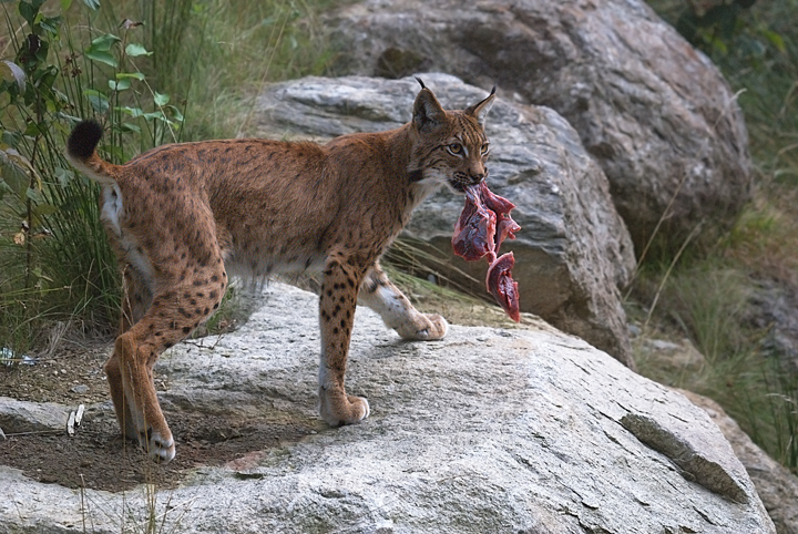 lince