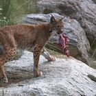 lince