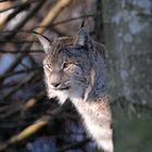 lince al Bayerisher Nationalpark