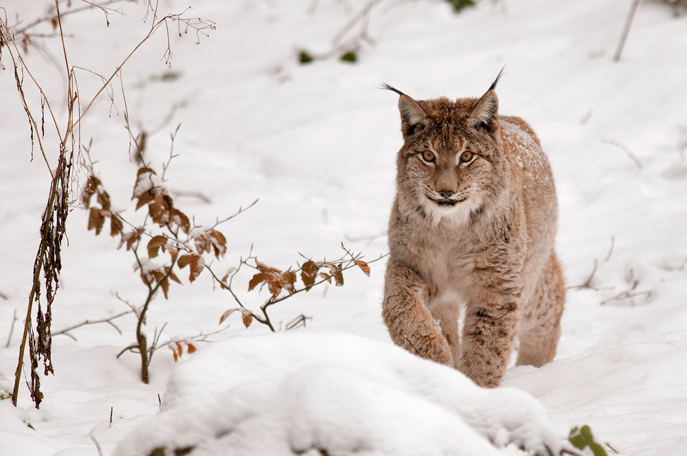 Lince (Bayerisch - Germania)