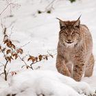 Lince (Bayerisch - Germania)