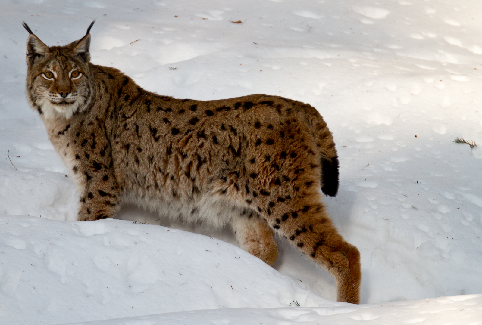 Lince - Bayerische Wald