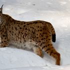 Lince - Bayerische Wald