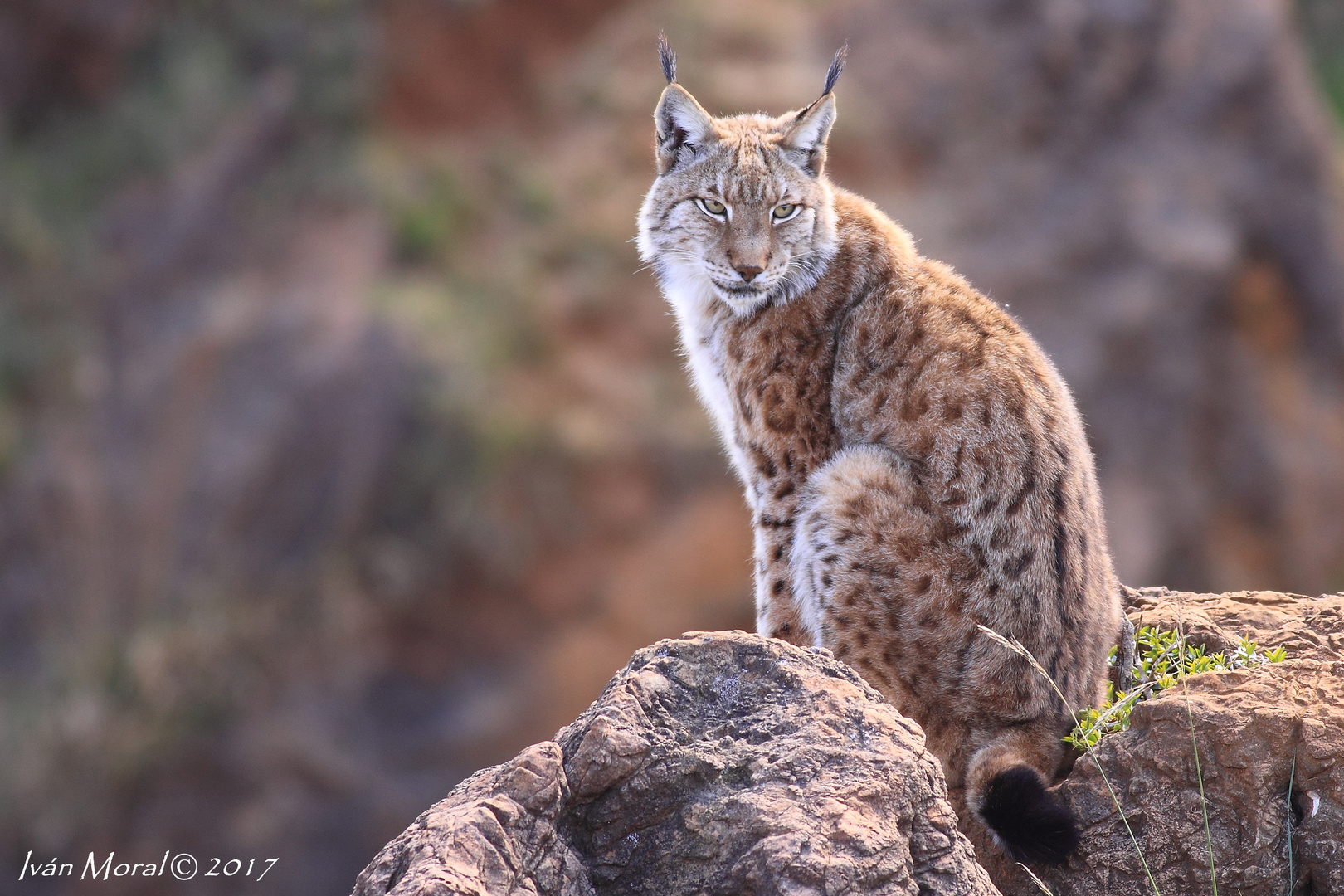 Lince Boreal