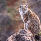 Lince Boreal