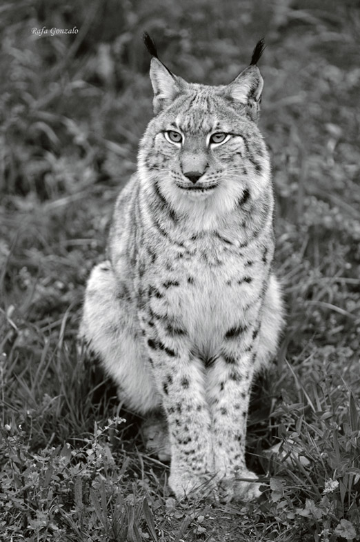 Lince Boreal