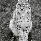 Lince Boreal