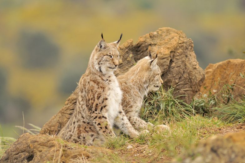 Lince Boreal. Pareja.