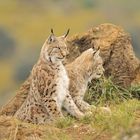 Lince Boreal. Pareja.