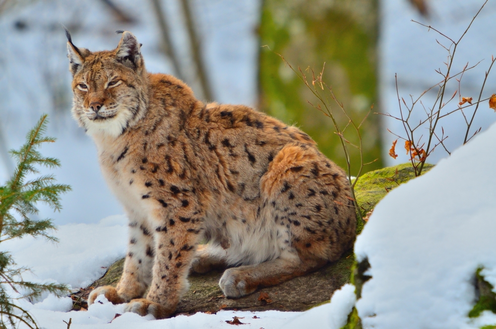 Lince