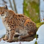 Lince