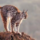 Lince de Cabárceno