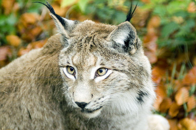 Lince