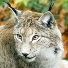 Lince