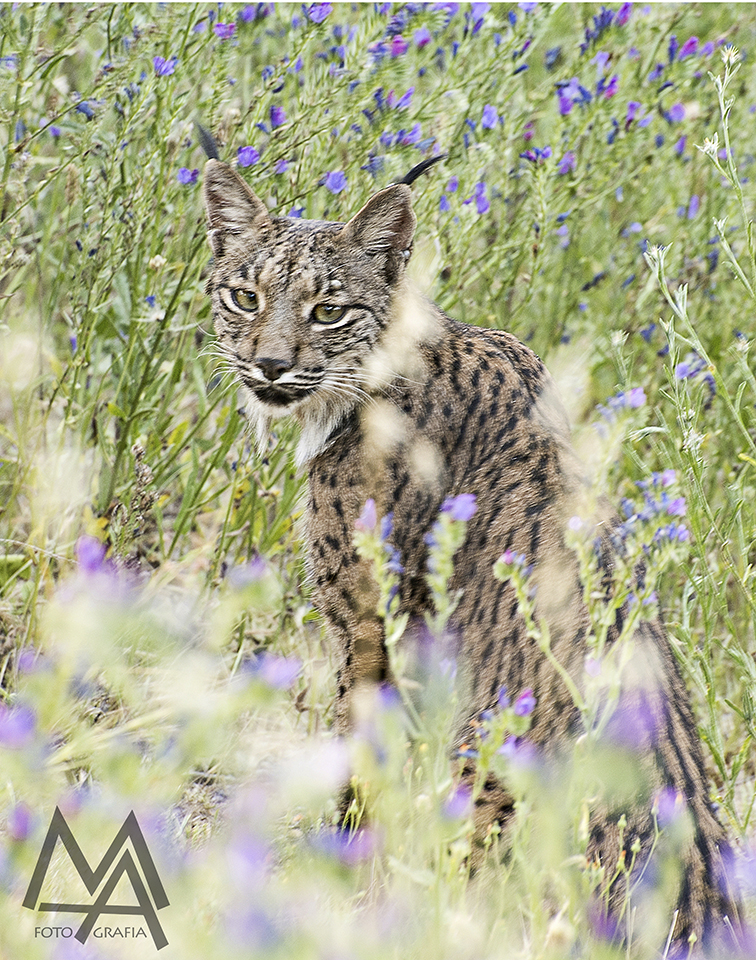 Lince en Doñana