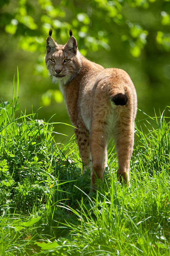 Lince europea