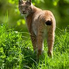 Lince europea