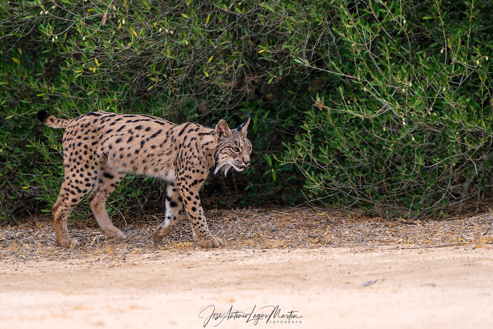 Lince ibérico.