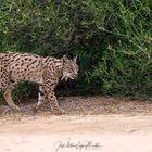 Lince ibérico.