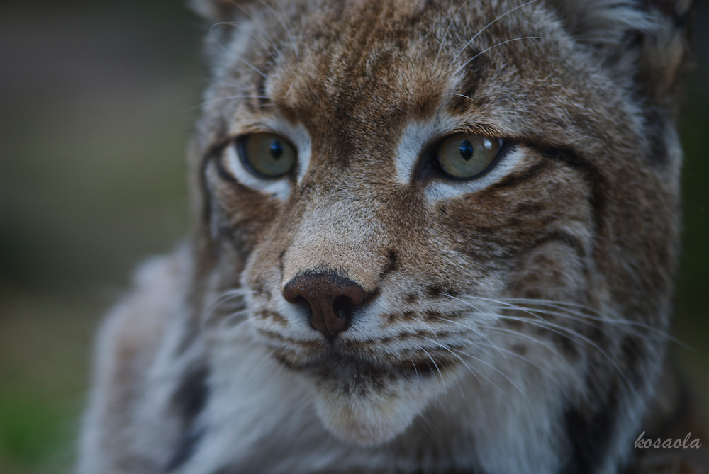 Lince Iberico