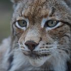 Lince Iberico