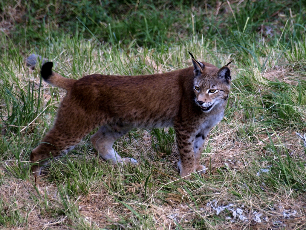 Lince Ibérico