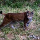 Lince Ibérico