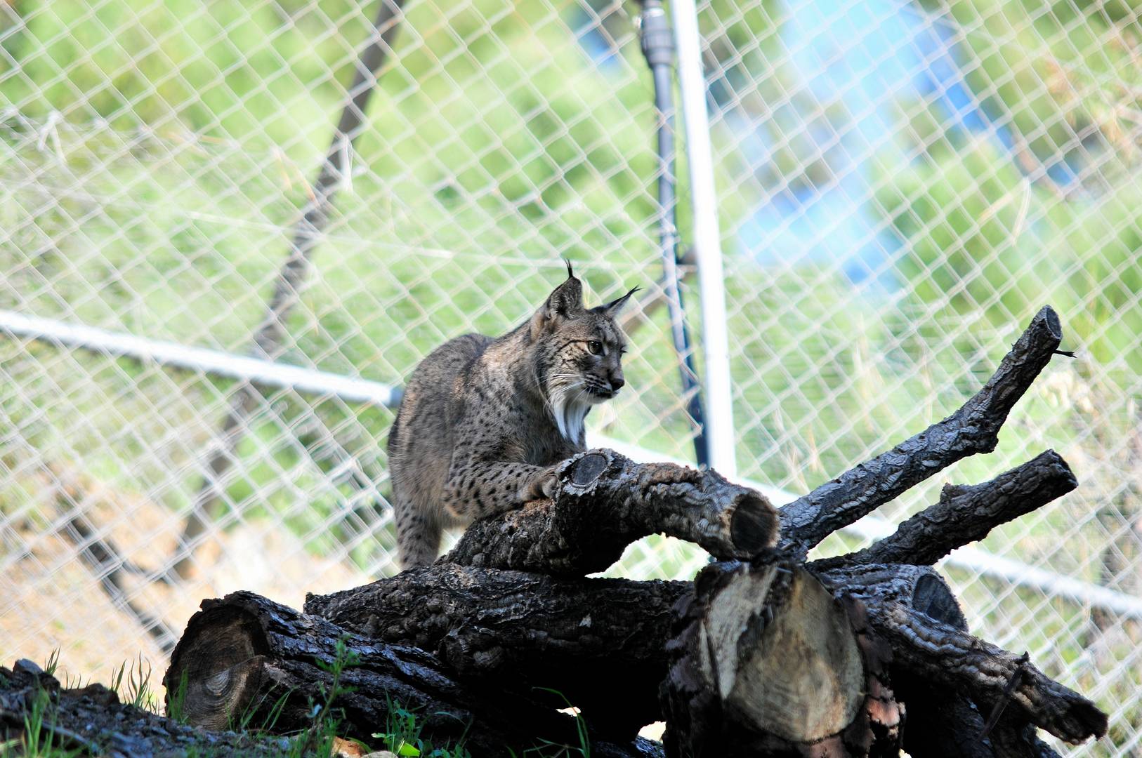 Lince Iberico