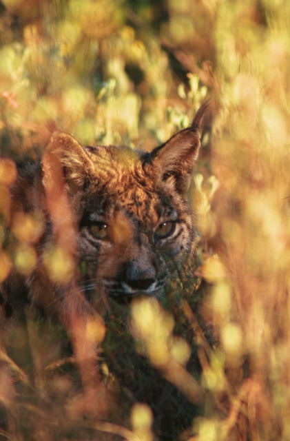 LINCE IBERICO EN ACECHO