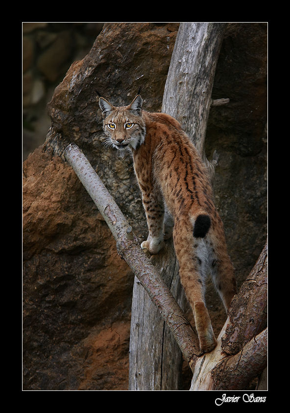 LINCE TREPANDO.