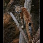 LINCE TREPANDO.