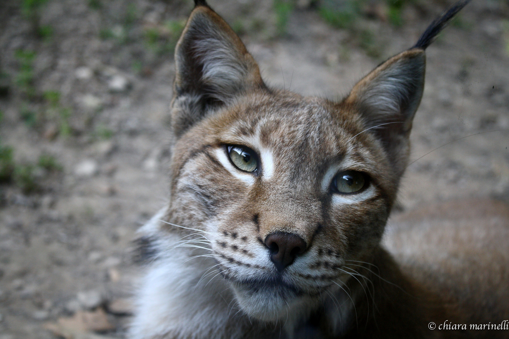 Lince2