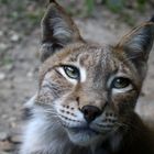 Lince2