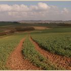 Lincolnshire Wolds near Horncastle 8