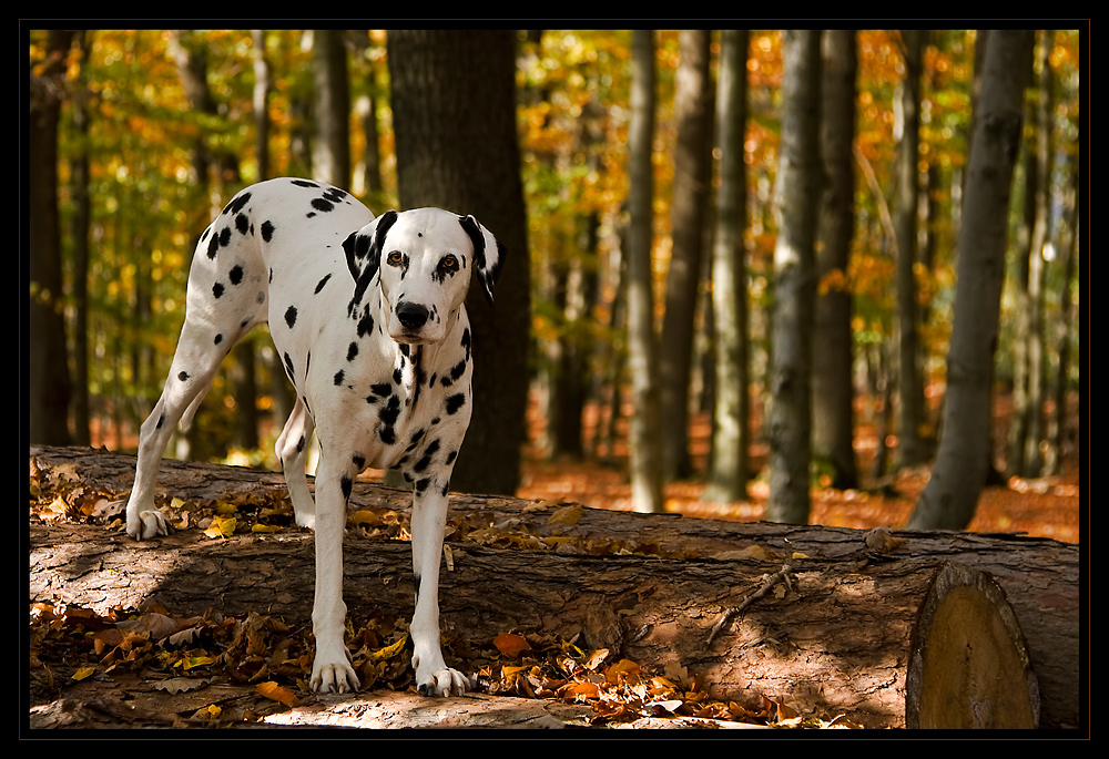 Linda im Herbstwald