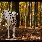 Linda im Herbstwald