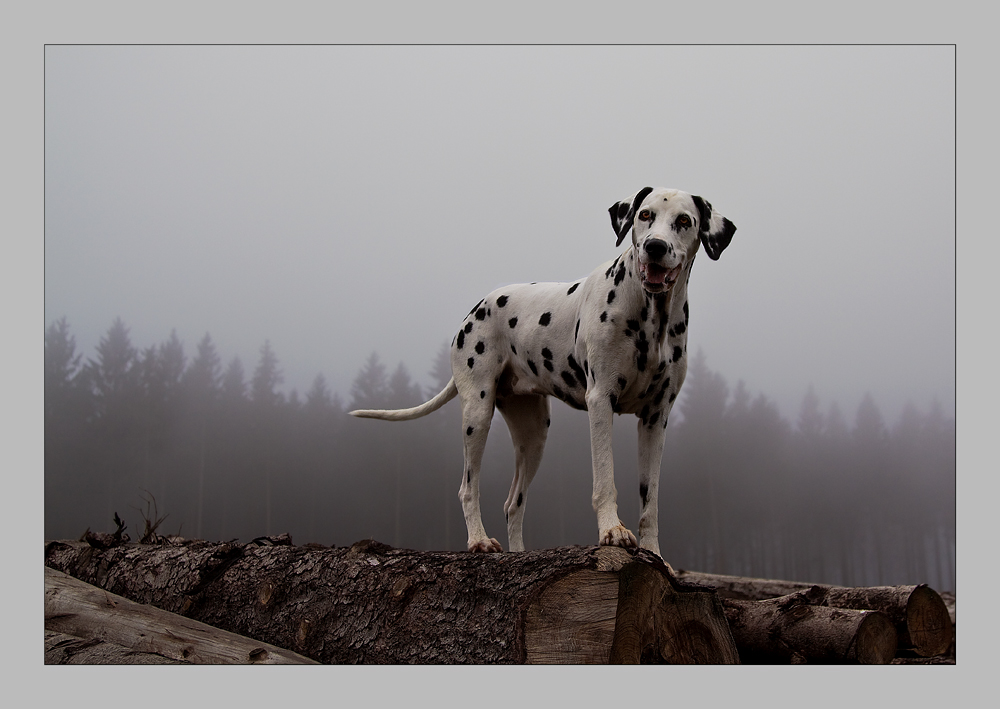 Linda im Nebel