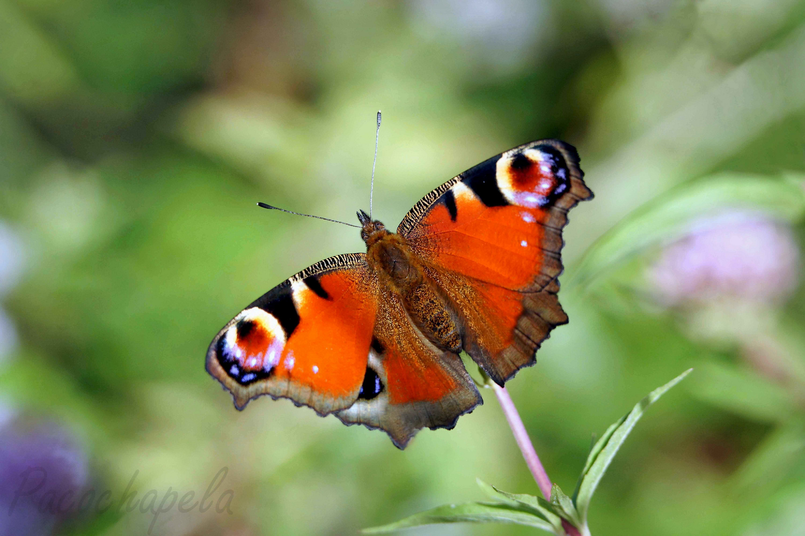 Linda mariposa