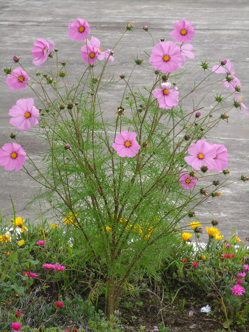 linda planta con flores