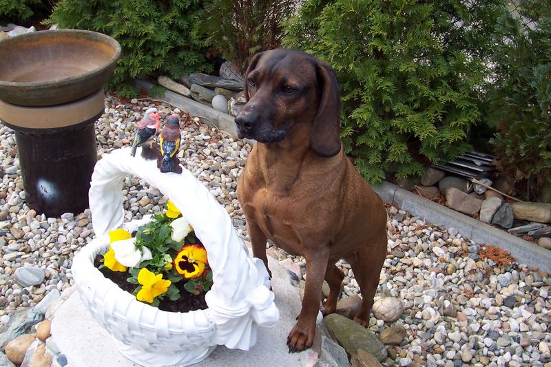 Linda und der Frühlingskorb